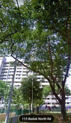 Blk 115 Bedok North Road (Bedok), HDB 4 Rooms #557724221